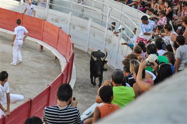 Camargue Races