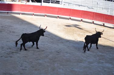 Camargue Races