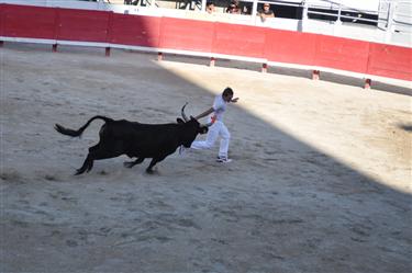 Camargue Races