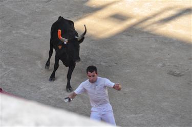 Camargue Races