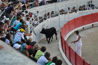 Camargue Races