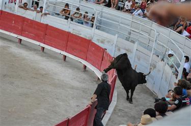 Camargue Races