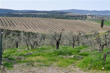 Montalcino Center