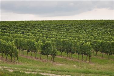 Saint-Emilion Vineyards, Saint-Emilion, France