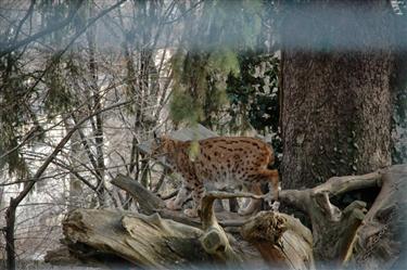 Zoo Salzburg