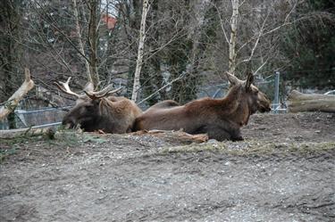 Zoo Salzburg